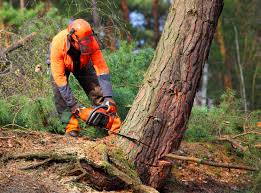 Best Tree Preservation Services  in Dauphin, PA